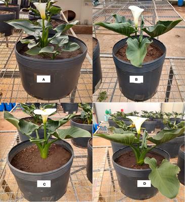 Calla lily production in enrofloxacin-contaminated soil and manure: An attractive alternative coupling income generation with antimicrobial removal from the environment